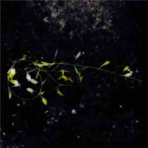 Jannick Schou - Just Passing By download free